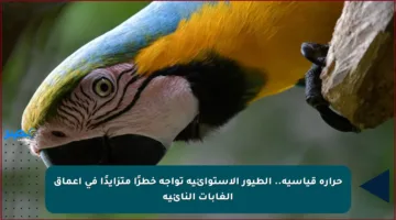 حرارة قياسية.. الطيور الاستوائية تواجه خطرًا متزايدًا في أعماق الغابات النائية